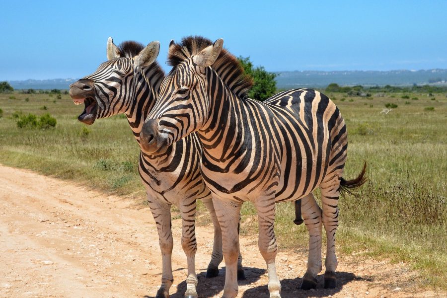 Cape Malay Heritage & The Garden Route: South Africa Discovery